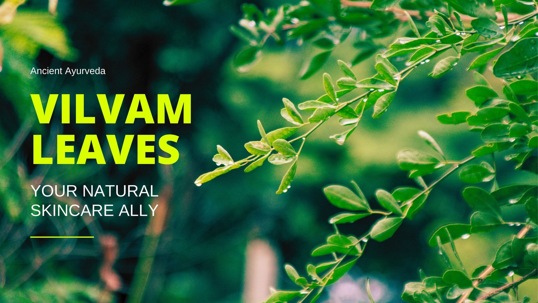 Vilvam Leaves: Your Natural Skincare Ally Unveiled